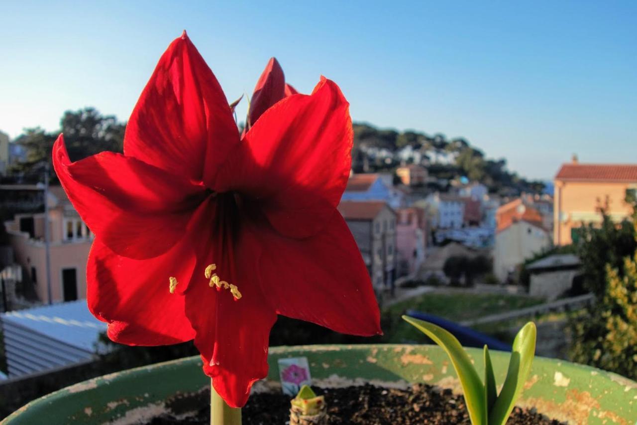 Amaryllis Residence, Apartment Diana & Deluxe Rooms With Shared Kitchen Veli Lošinj 外观 照片